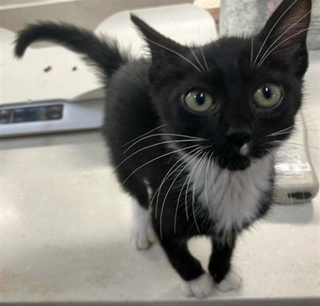 Raygar - Domestic Short Hair