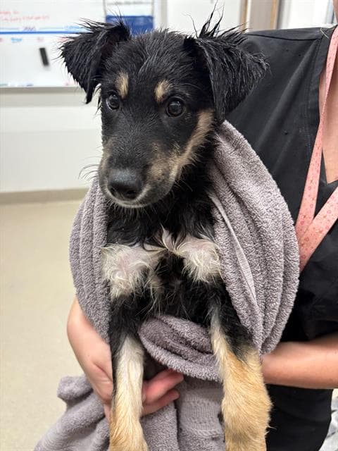 Amore - German Shepherd Dog