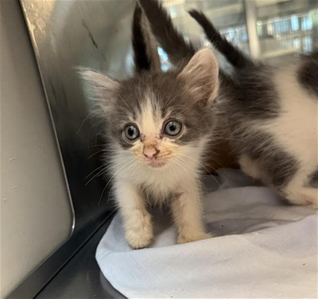 Tuna - Domestic Medium Hair