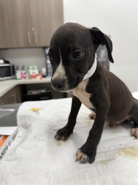 Termite - Pit Bull Terrier