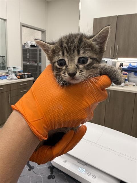 Groot - Domestic Short Hair