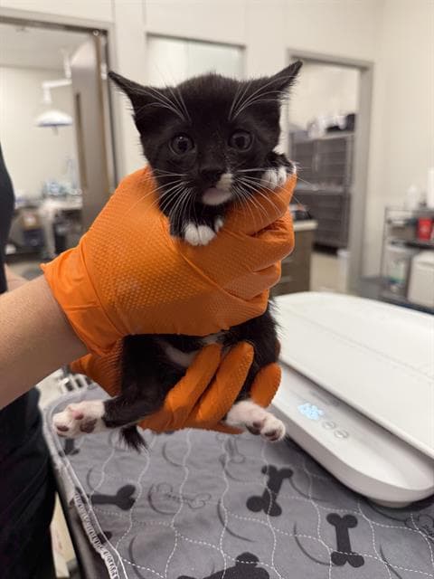 Nebula - Domestic Short Hair