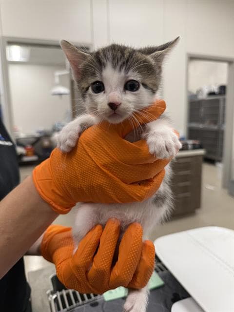 Rocket - Domestic Short Hair