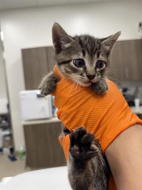 Mantis - Domestic Short Hair