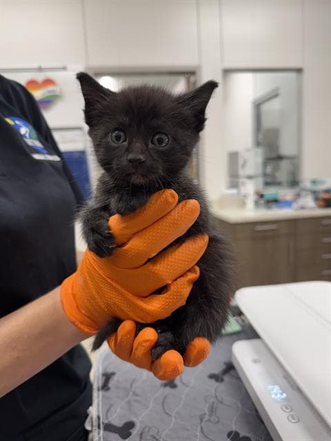 Drax - Domestic Short Hair