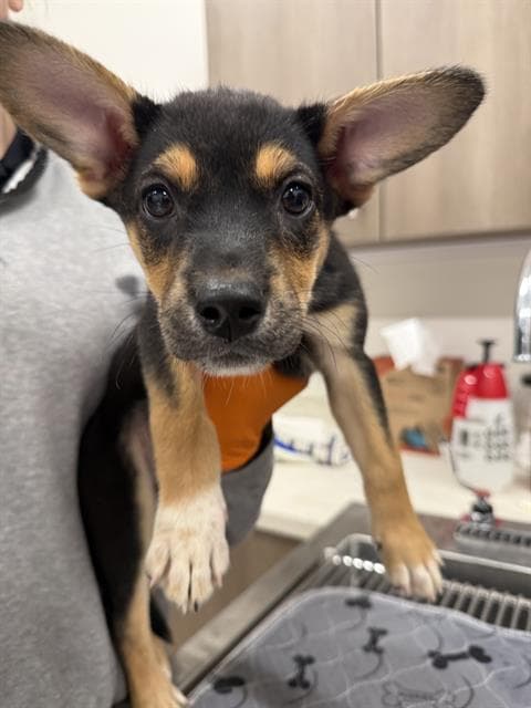 Fate - German Shepherd Dog