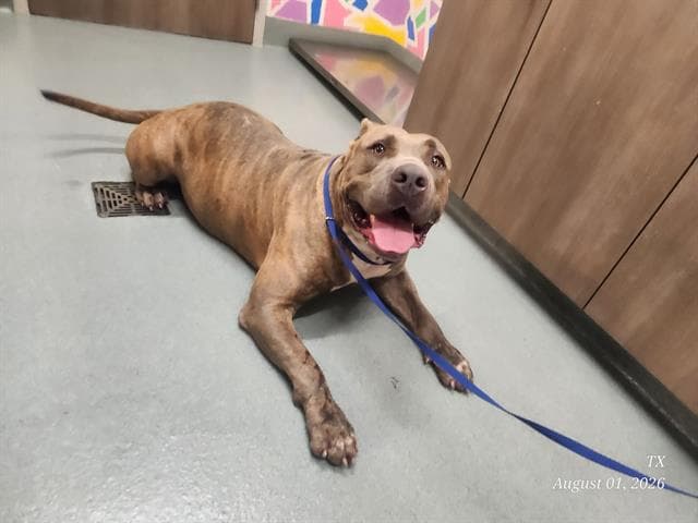 Champ - American Pit Bull Terrier