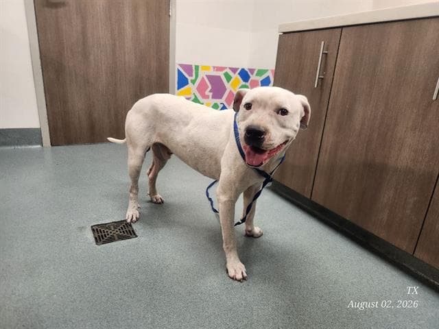 Rufus - Pit Bull Terrier