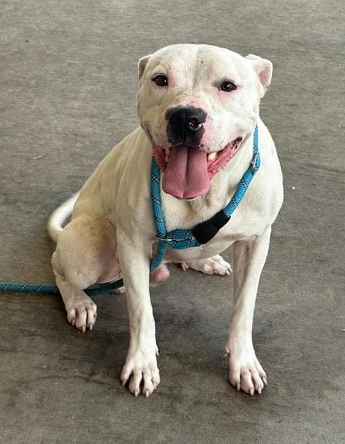 Rufus - Pit Bull Terrier