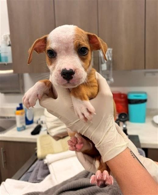 Snoopy - Pit Bull Terrier