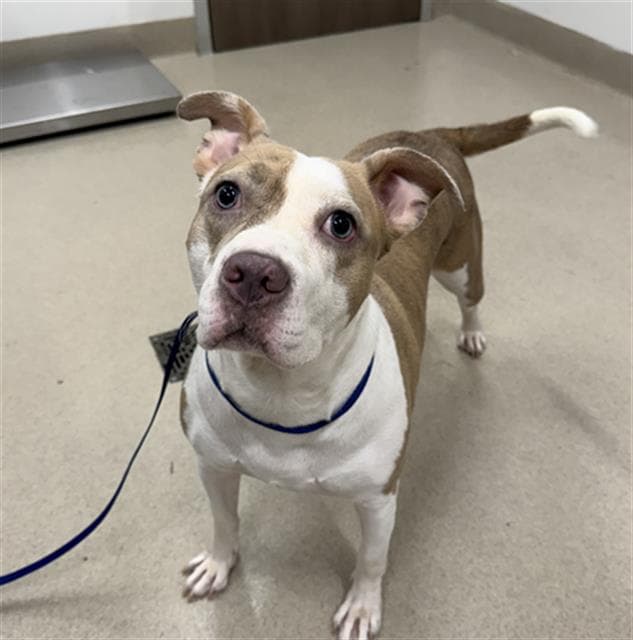 Aries - American Pit Bull Terrier