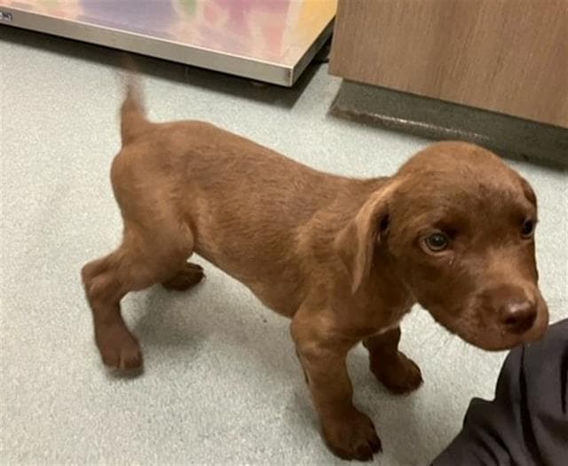 Rocky - Labrador Retriever