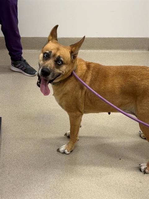 Madam Mim - Black Mouth Cur