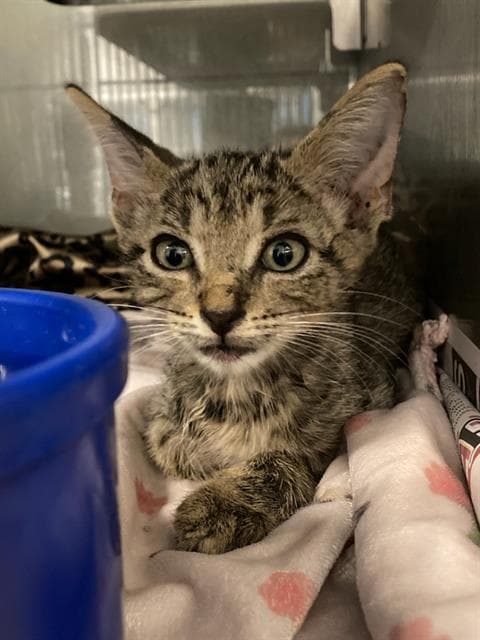 Wally - Domestic Short Hair