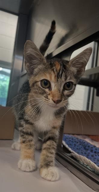 Lisa - Domestic Short Hair