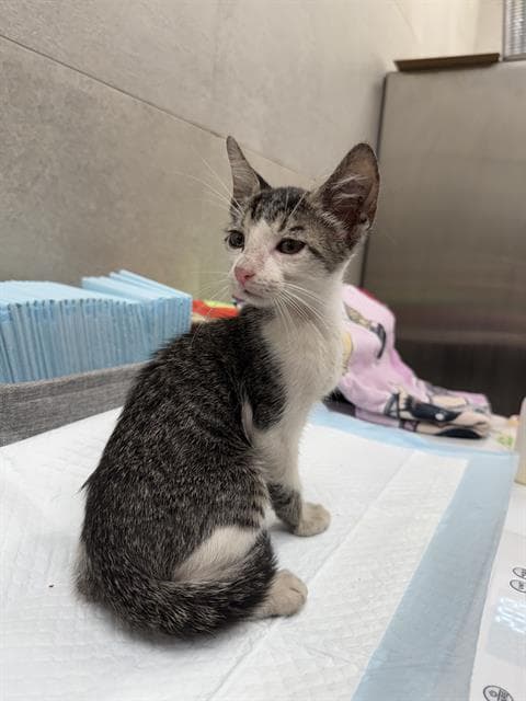 Hobbs - Domestic Short Hair