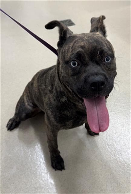 Sapphire - Boxer
