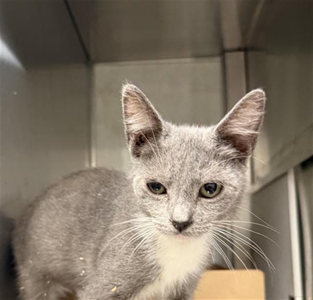 Megan - Domestic Short Hair