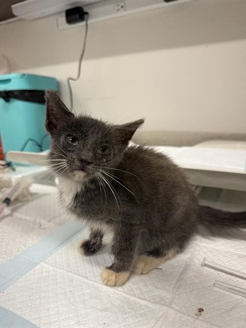 Cardi - Domestic Short Hair