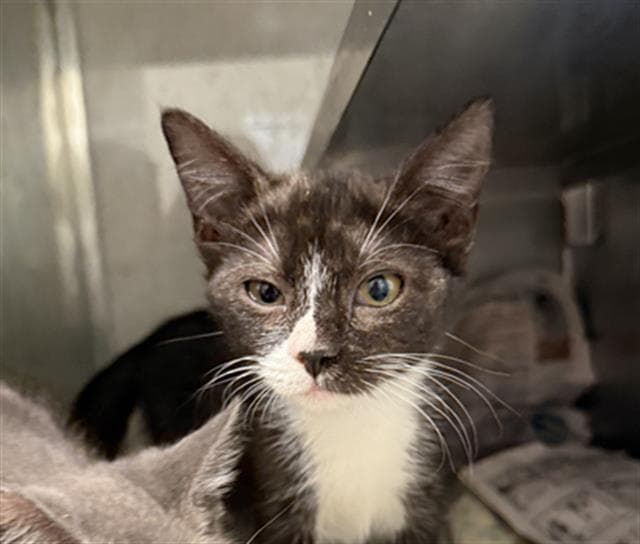 Missy - Domestic Short Hair