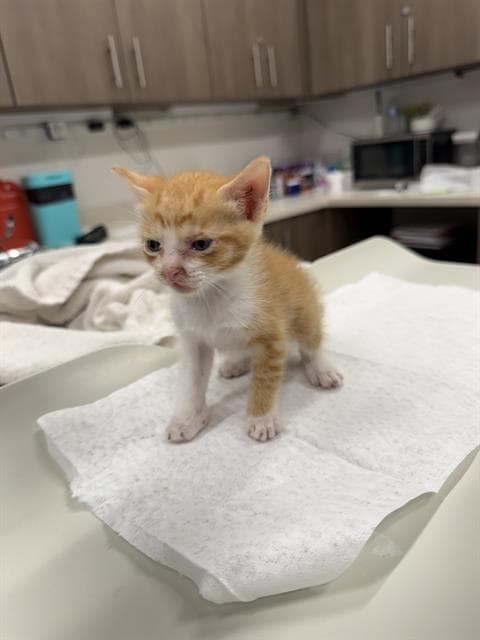 Atom - Domestic Short Hair
