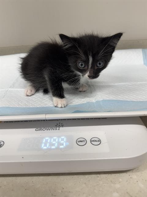 Primrose - Domestic Short Hair