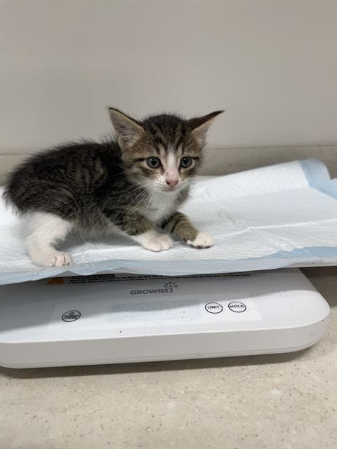 Petal - Domestic Short Hair