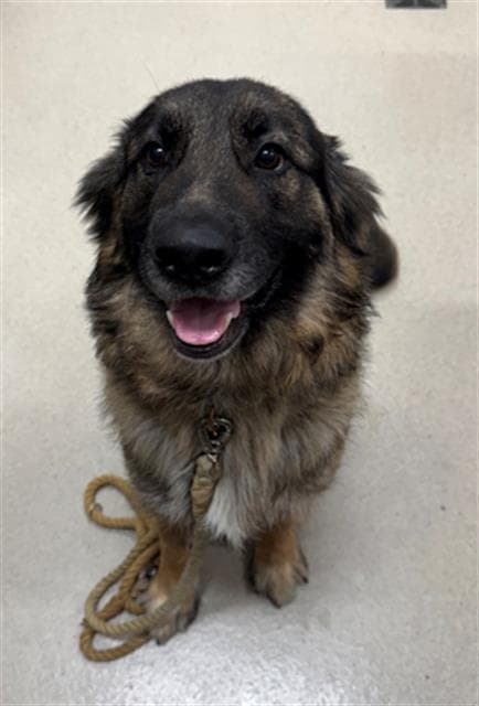 Bear - German Shepherd Dog