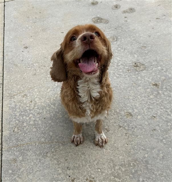 Tommy - Cocker Spaniel