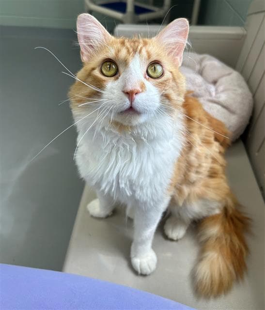 Dirty Dan - Domestic Long Hair