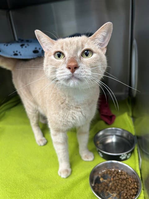 Squeaky - Domestic Short Hair