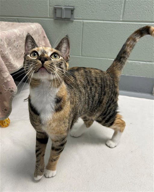 Mini - Domestic Short Hair
