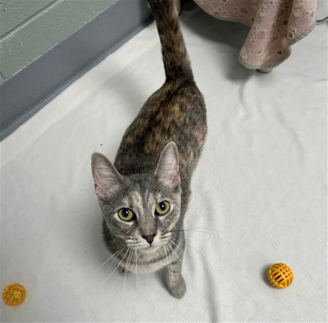 Pearl - Domestic Short Hair