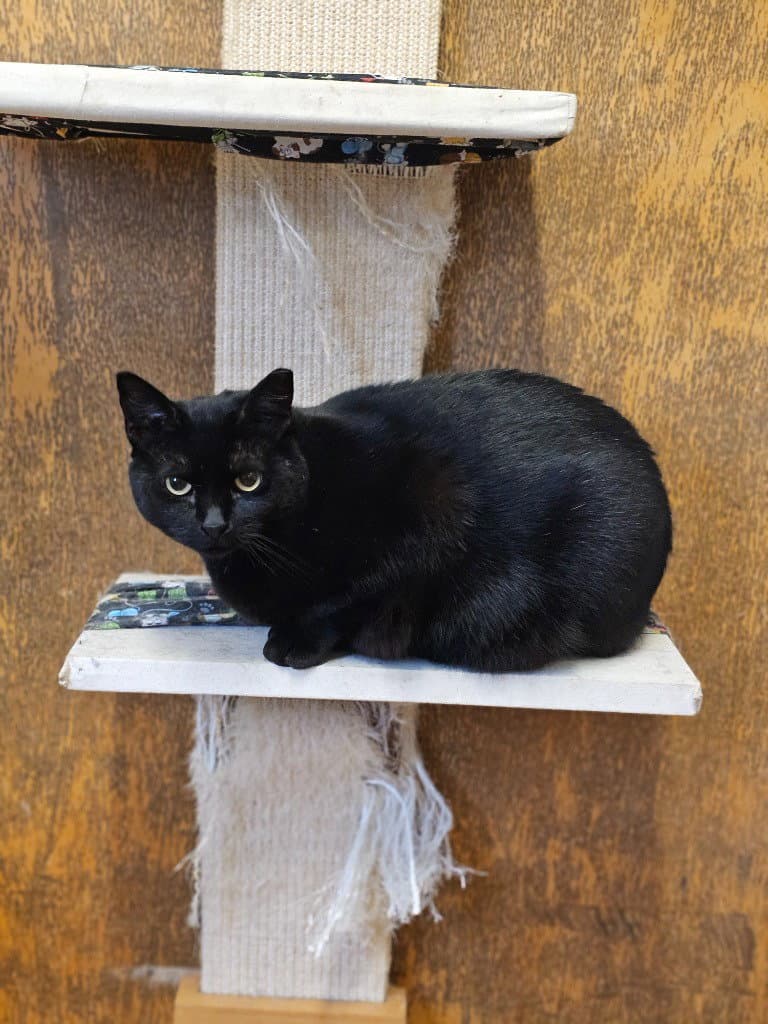 Karen - Domestic Short Hair