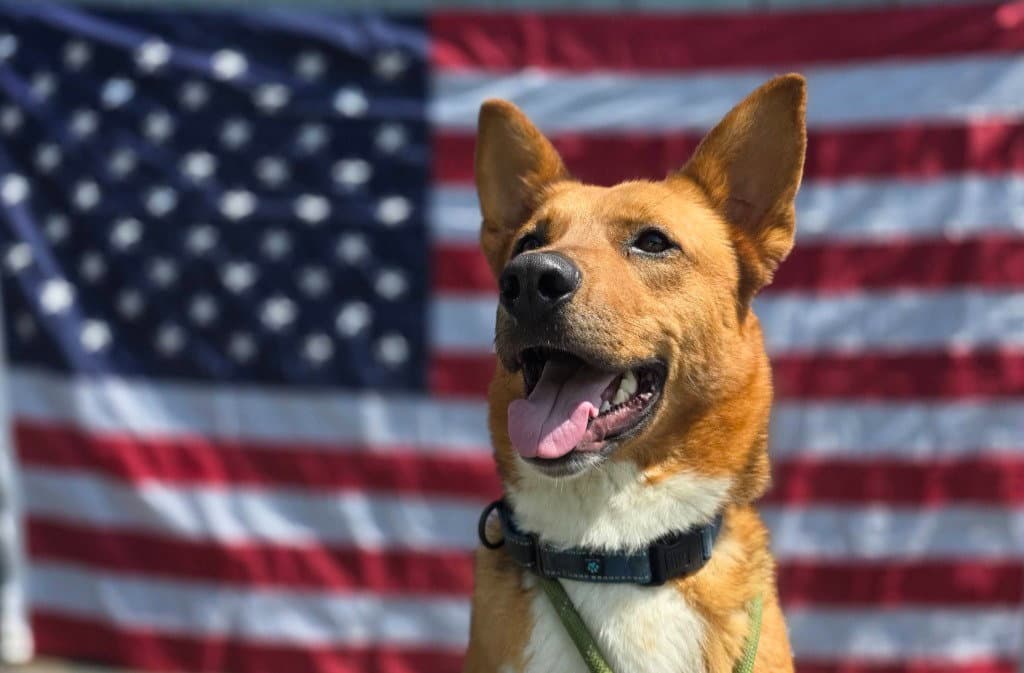 Zander - Shepherd