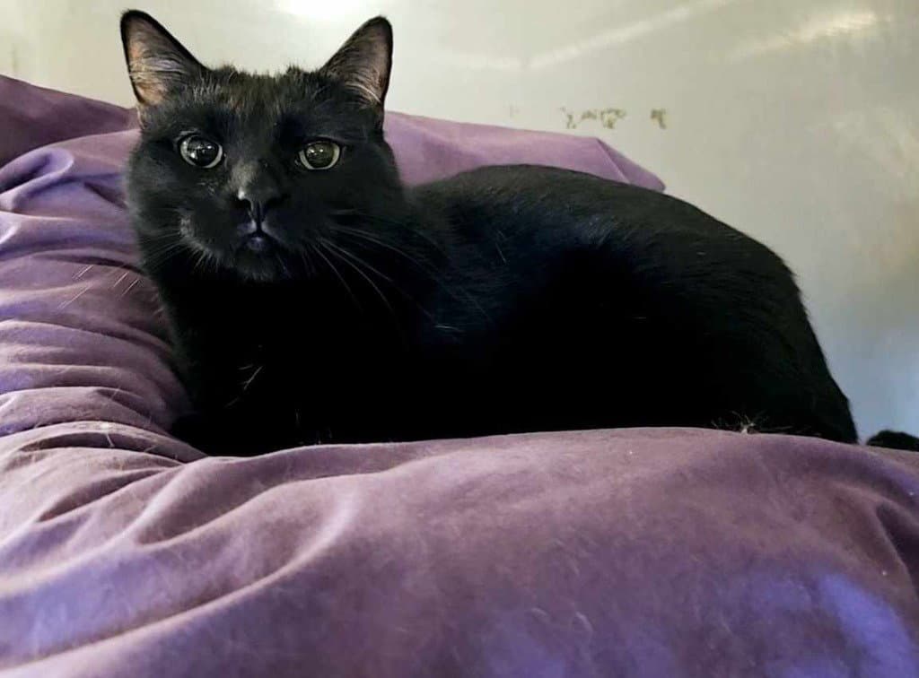 Melinda - Domestic Short Hair