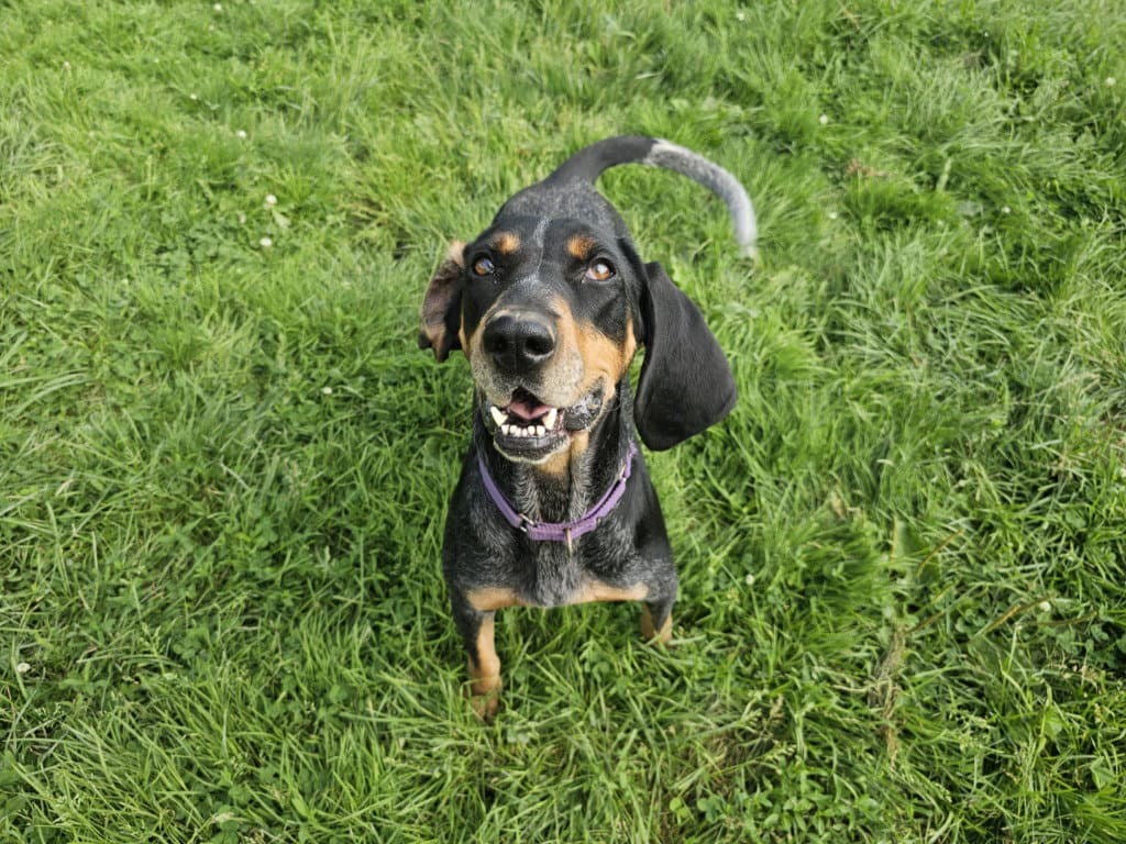 Blakely - Bluetick Coonhound