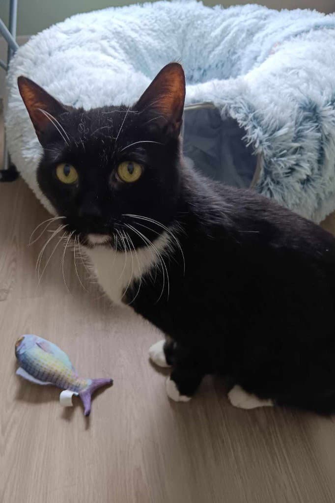 Obsidian - Domestic Short Hair