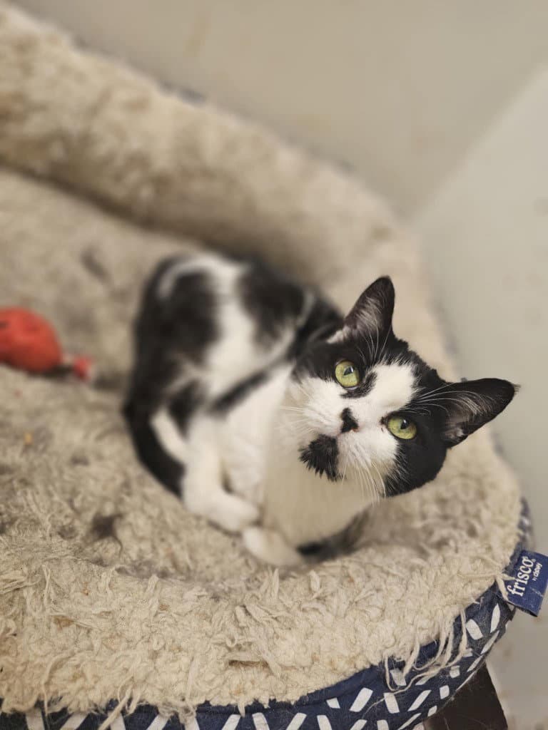 Angel - Domestic Short Hair