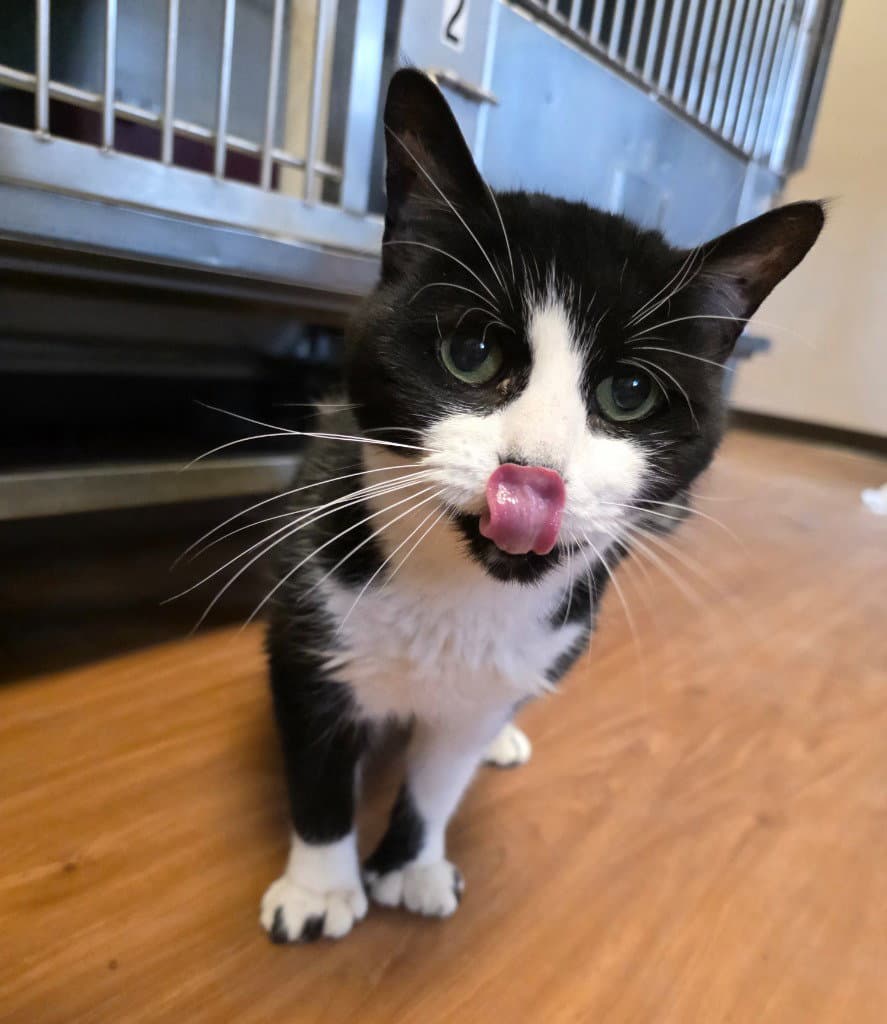 Pretty Girl - Domestic Short Hair