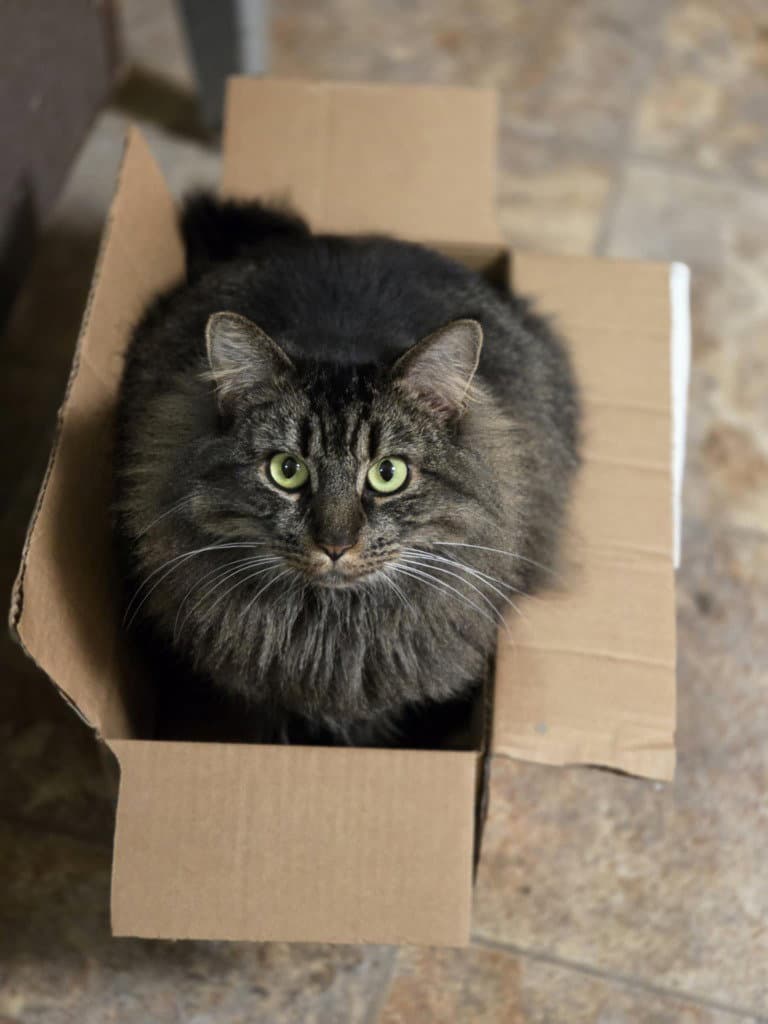 Tatianna - Domestic Medium Hair