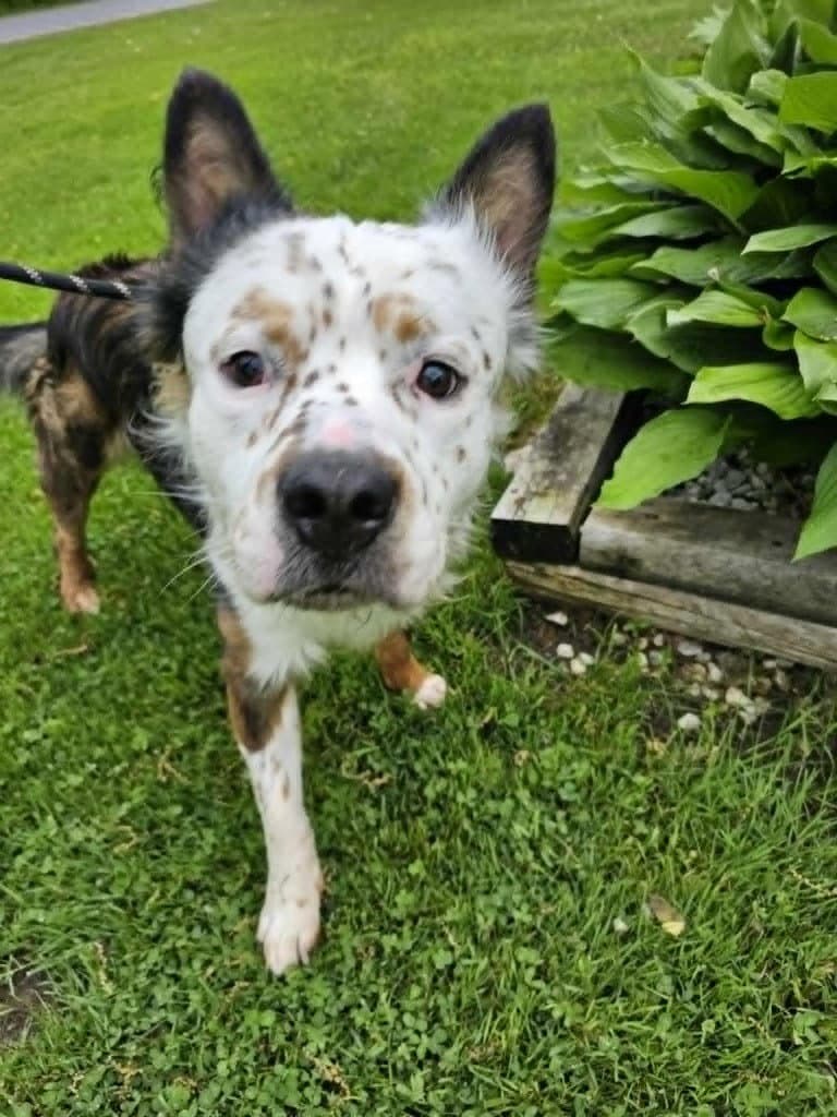 Arlo - Terrier