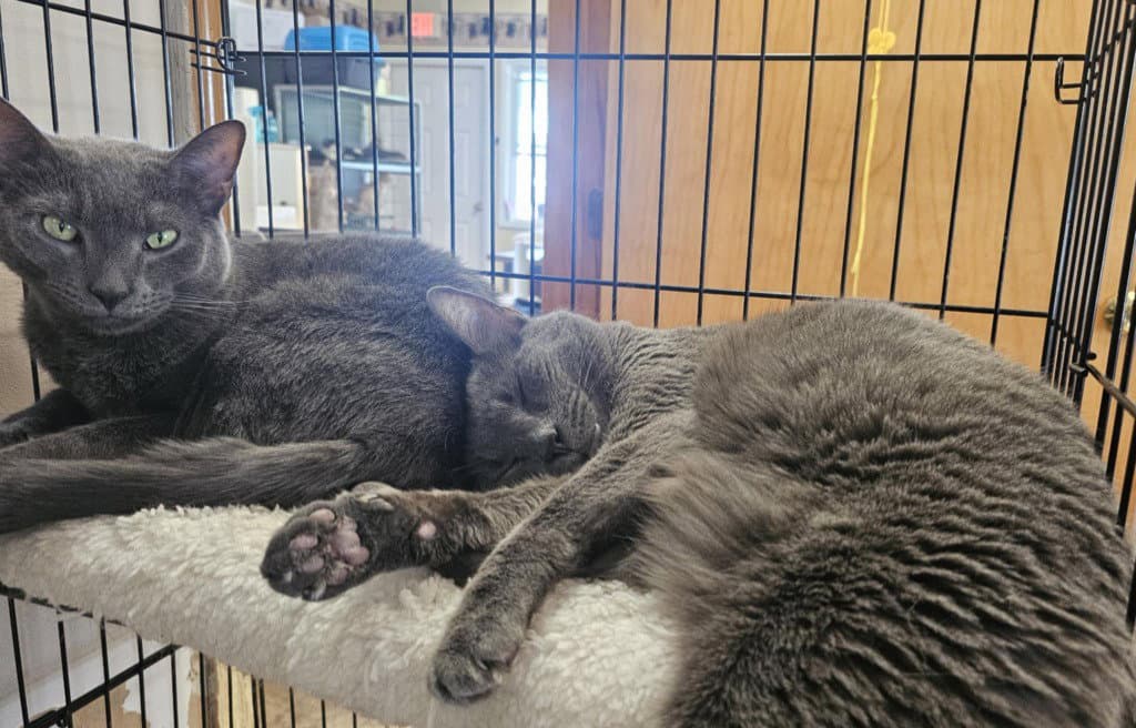 Cairo - Domestic Short Hair