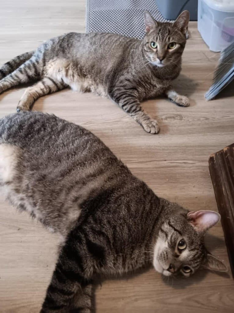 Evan - Domestic Short Hair