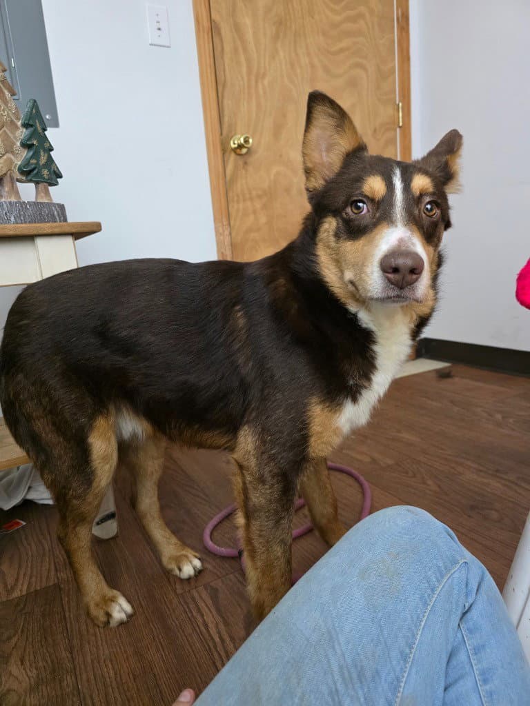 O'malley - Australian Shepherd