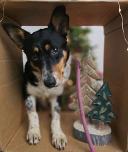 Lexie image 1