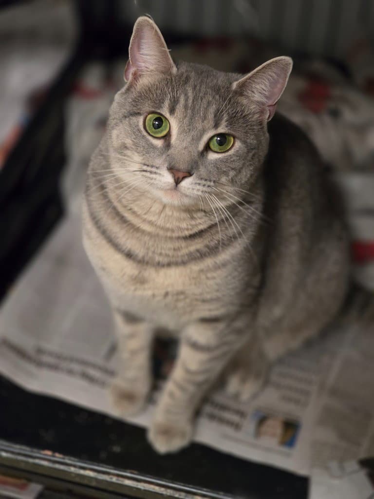 Pearla - Domestic Short Hair