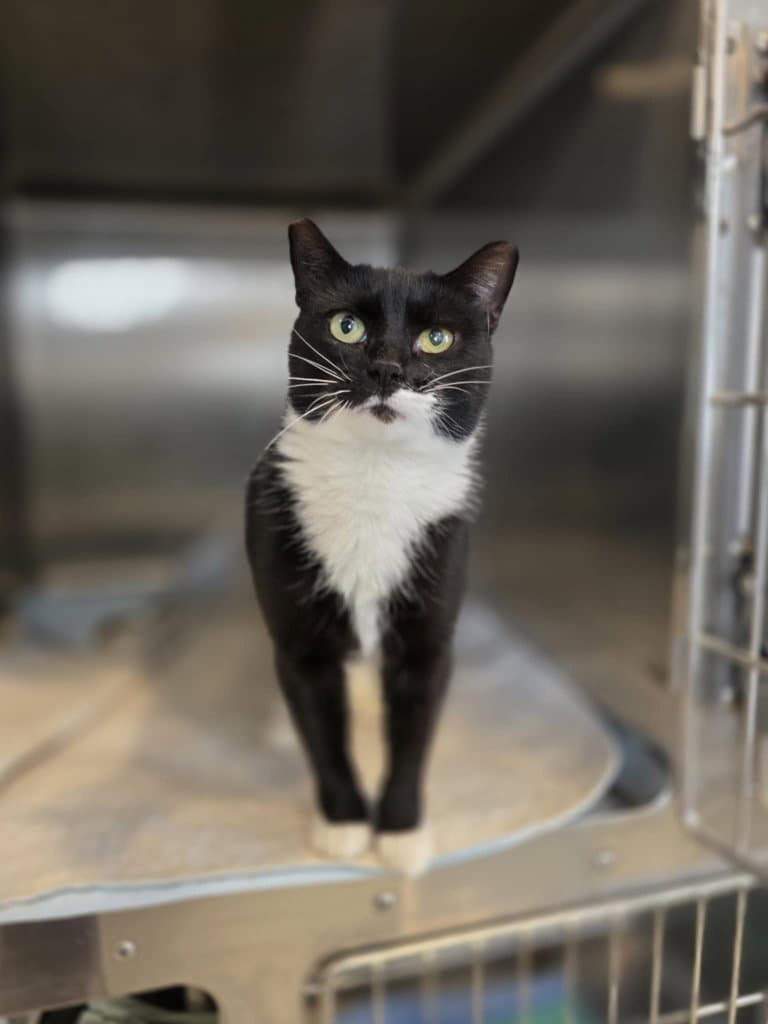 Star - Domestic Short Hair