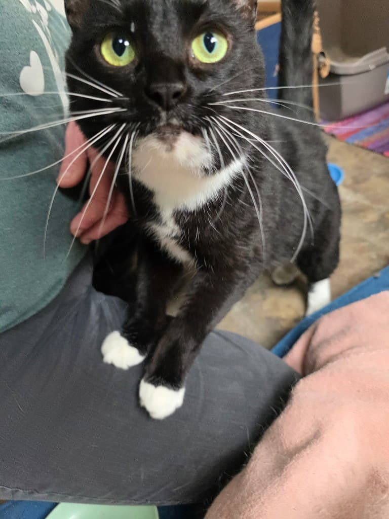 Remy - Domestic Short Hair