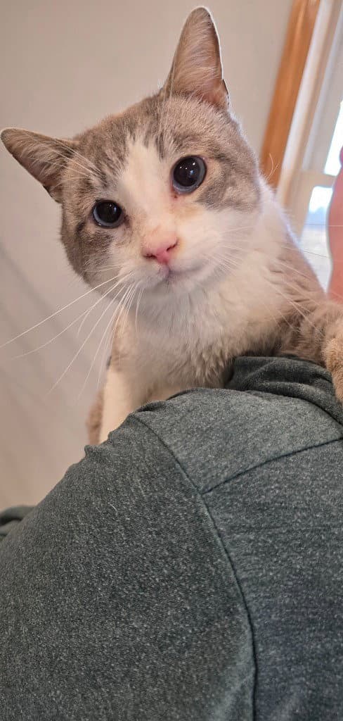 Aslan - Siamese